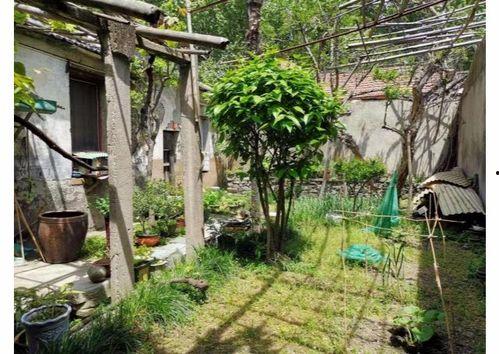 都市爆料石榴树视频,揭秘石榴树背后的惊人真相！  第3张